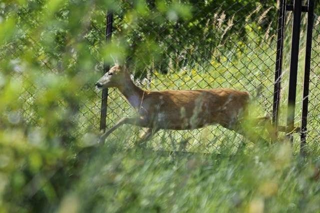 Sarna na parafiiSarna na parafii przy ulicy Igrzyskowej w Fordonie