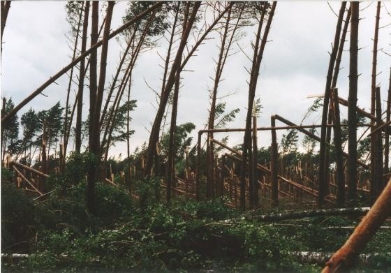 Huragan łamał drzewa jak zapałki. Wiatr osiągał 170 km/h (zdjęcia)