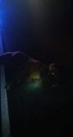 Samochód potrącił żubra na drodze w okolicach Recza. Zwierzę nie żyje