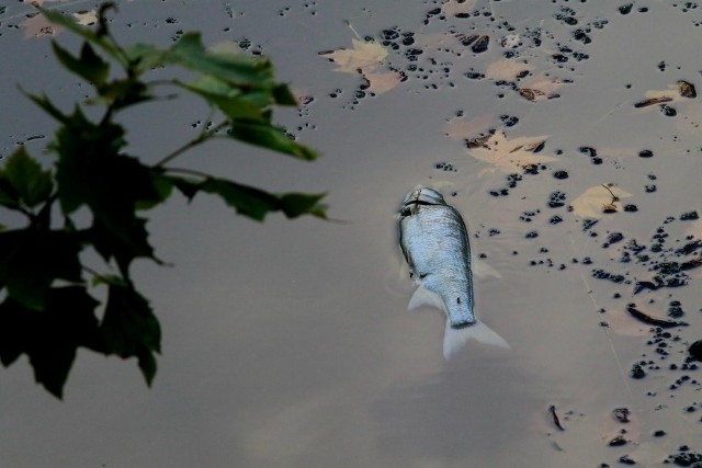 Śnięte ryby z Odry są wyławiane przez wędkarzy i strażaków.