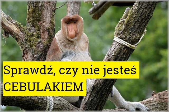 Model typowego Polaka-cebulaka wszedł już do popkultury. Często się z nich śmiejemy, jednak czy aby sami nie posiadamy pewnych cech, które przypisuje się Januszom i Grażynom? Warto się przekonać.