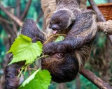 Łodzianie wybrali imię dla młodego samca leniwca urodzonego w łódzkim zoo