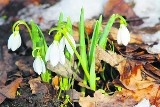 To już przedwiośnie! Wróciły żurawie, kwitną przebiśniegi