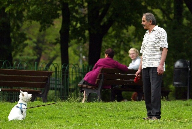 Spacer z psem na przyciętej trawce? W wielu miejscach Wrocławia to niemożliwe