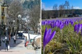 Krokusy ważniejsze od wyborów samorządowych? W zakopiańskich hotelach nie widać spadku rezerwacji. Tłumy turystów zapowiadają się na weekend