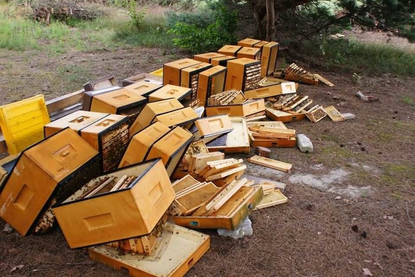 W Nowej Wsi wandal zniszczył pszczelarzowi ule. Jednej pszczelej rodziny nie udało się uratować  