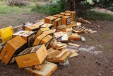 W Nowej Wsi wandal zniszczył pszczelarzowi ule. Jednej pszczelej rodziny nie udało się uratować  