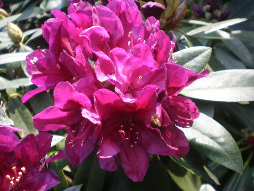Rododendron purpurowy...