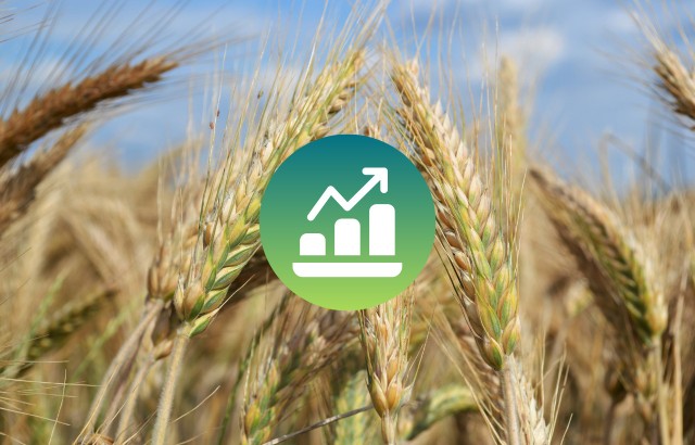 Rolnicy czekają na wzrost cen zbóż, który zapewni opłacalność produkcji.