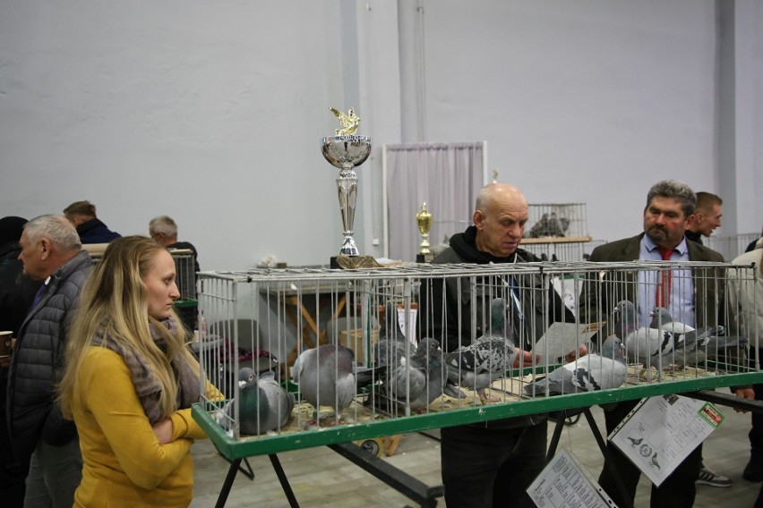 W Targach Kielce w weekend odbywała się wystawa  gołębi,...