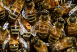 Mężczyzna został użądlony przez pszczoły 32 razy! [WIDEO]