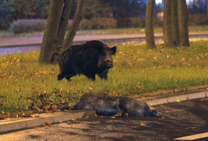 Szczeciński dziki zostaną odstrzelone. Miasto podpisało umowę na uśmiercanie zwierząt 