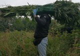 Wysokie na dwa metry krzaki marihuany w lesie pod Bełchatowem. Policja szuka właściciela plantacji