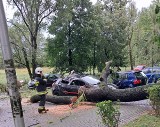 Gwałtowna burza w Bielsku-Białej! Połamane drzewa i zniszczone samochody... ZDJĘCIA