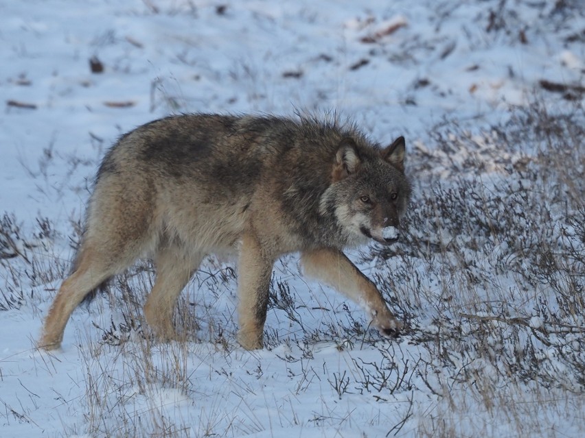 Tego wilka leśnik sfotografował na terenie soleckiego...