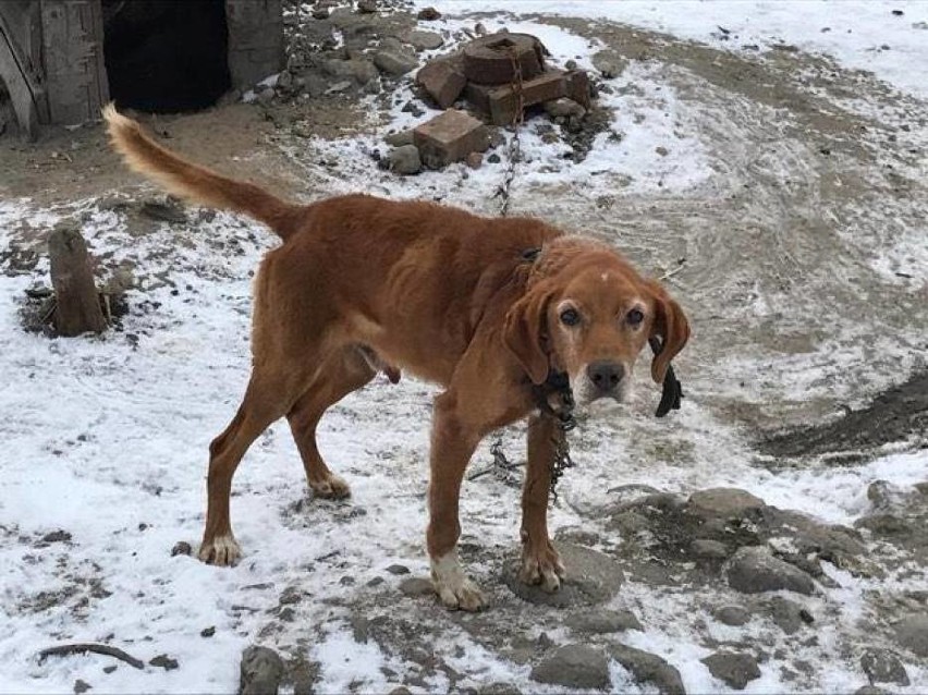 Dwa wygłodzone psy znalezione pod Kaliszem