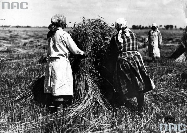 Mało kto dziś pamięta, jak wyglądały żniwa przed epoką...