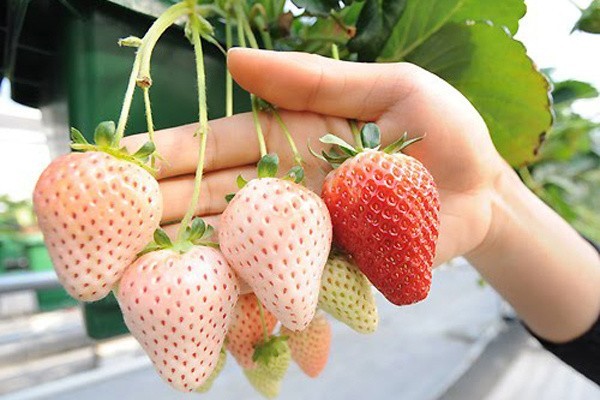 Truskawki pineberry są niemal całkowicie białe, w dodatku...