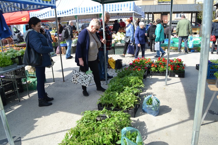 Gorliczanie nadrabiają spóźnioną wiosnę. Na Maślanym Rynku rozsady i sadzonki rozchodzą się, jak świeże bułeczki