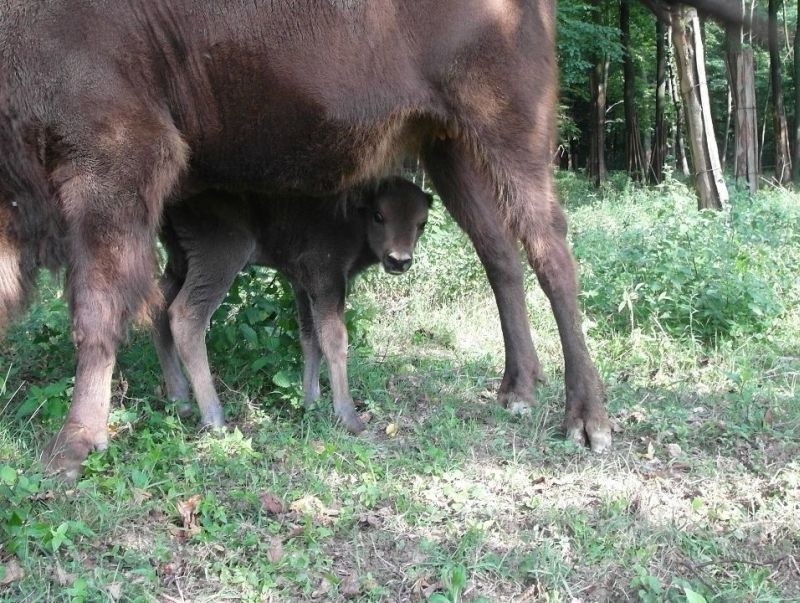 Tajemnice życia żubrów. Podglądamy je w Bałtowie (zdjęcia) 