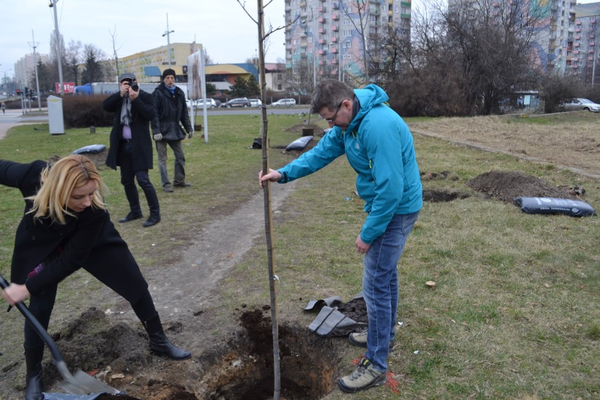 Gdzieś wycinają drzewa a w Częstochowie sadzą ZDJĘCIA