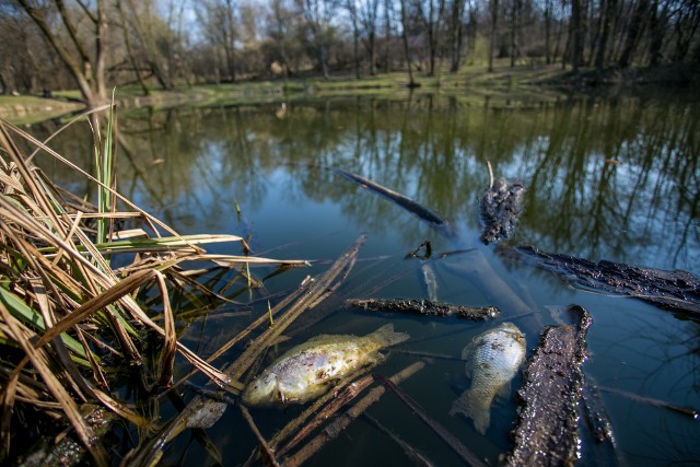 Eksperci badający wodę ze stawu w parku Duchackim mówią, że mimo skażen ia woda ma tutaj drugą klasę czystości