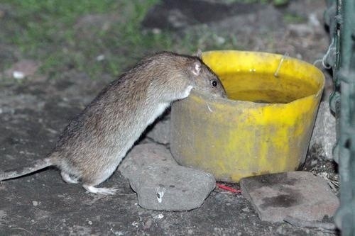Szczury w mieście