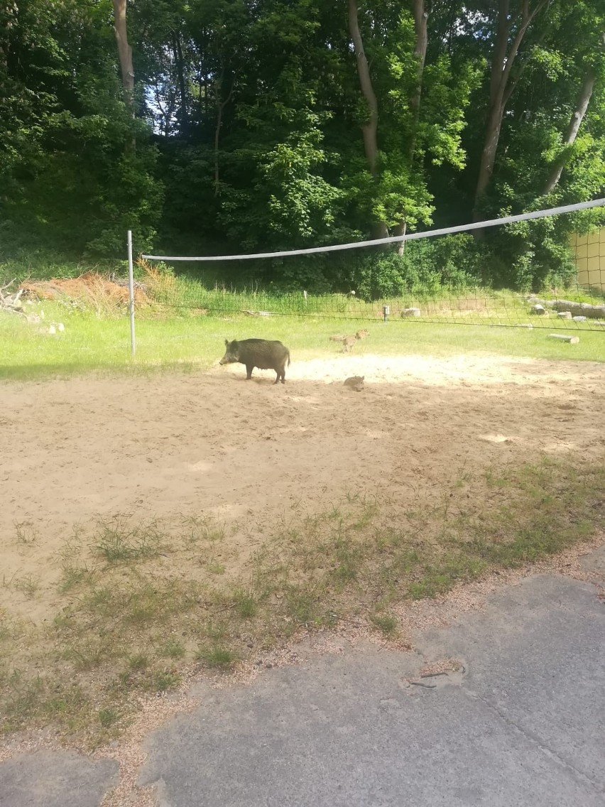 Choć nie mają bonów turystycznych, w tym roku dziki...