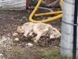 Zgroza! W Gliwicach pies przykuty na krótkim łańcuchu żywił się gruzem i piaskiem
