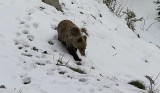 Przyrodnicy z TPN pomogli schwytać niedźwiedzia-grabieżcę