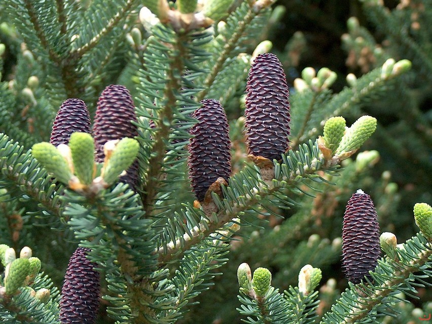 Arboretum w Kórniku na mapie: