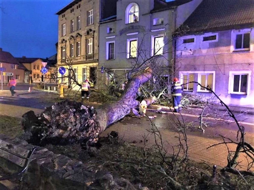 Wypadek na ul. Żeromskiego w Darłowie 6 lutego 2020. Na jeden z domów runęło wielkie drzewo [zdjęcia]