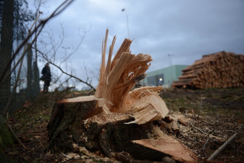 Tragedia w Brzęczkowicach pod Niemodlinem. Drzewo spadło na jednego z braci prowadzących wycinkę. 40-latek nie żyje