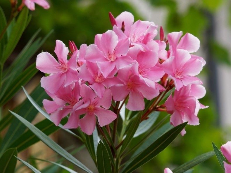 Oleander należy do najsilniej trujących roślin. Nie powinno...