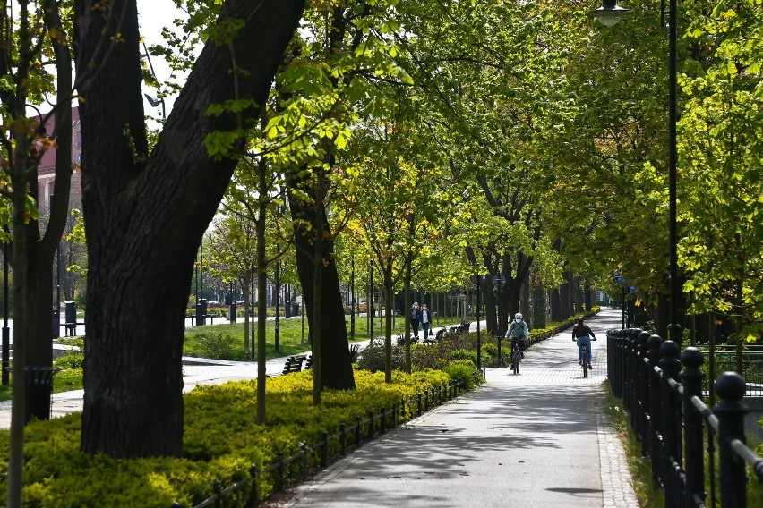 We Wrocławiu planowane jest posadzenie nowych drzew i...