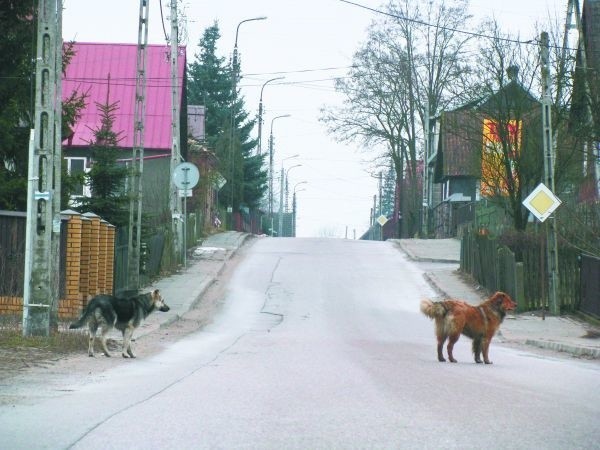 - Mamy coraz większe kłopoty z wyłapywaniem i lokowaniem w różnych miejscach bezpańskich psów, które są w naszej gminie - twierdzi burmistrz Pełkowski.