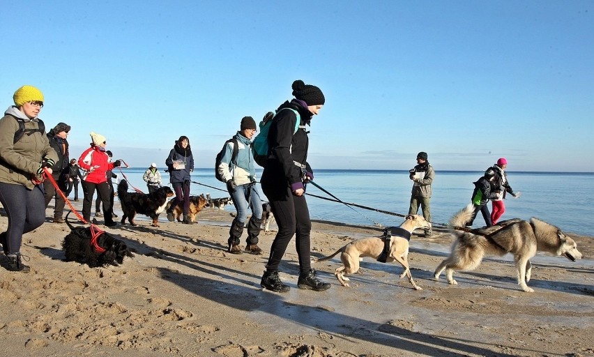 Pomorski Puchar Dogtrekkingu w Gdyni. Psy i ich właściciele maszerowali Polanką Redłowską [ZDJĘCIA]