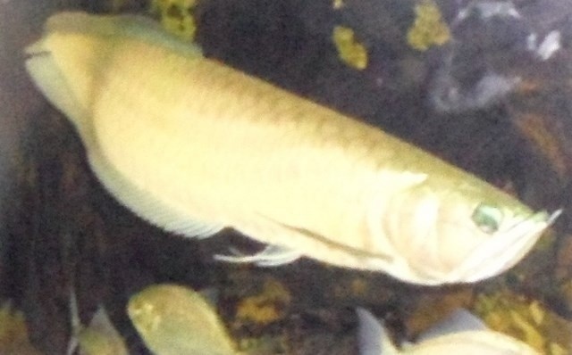 Arowana srebrna