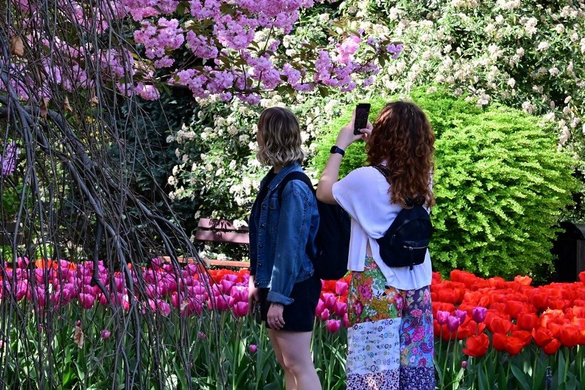 Magnolie, żonkile i tulipany - wrocławski Ogród Botaniczny...