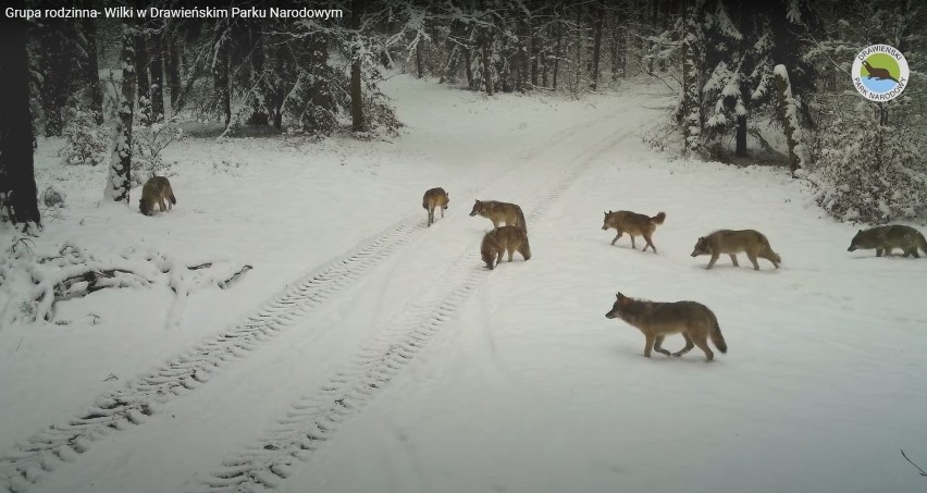 Wilcza rodzina przemaszerowała przed kamerą fotopułapki...