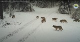 Wilki w lasach naszego regionu. Niesamowite ujęcia z fotopułapki [WIDEO]