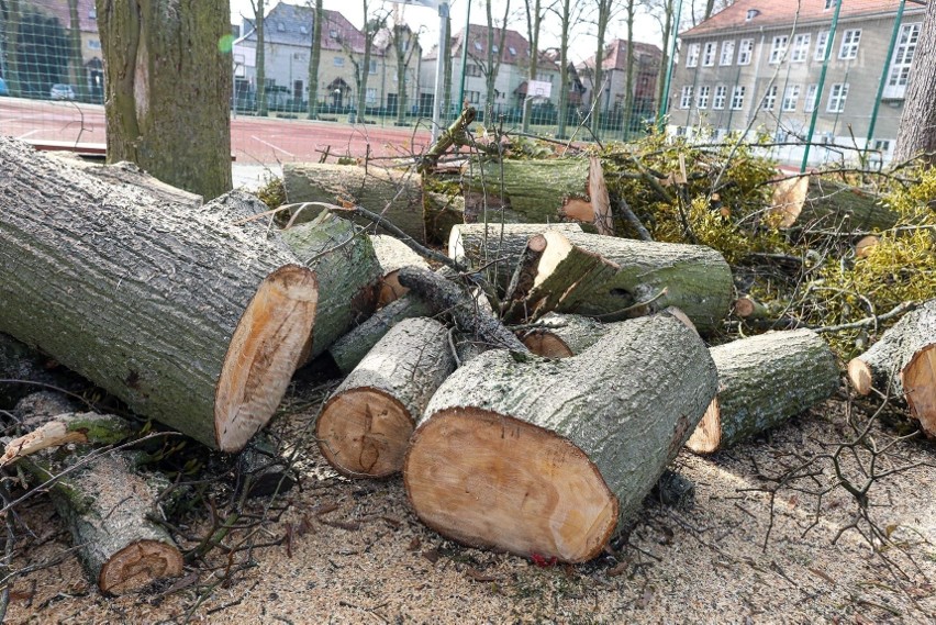 Nowe drzewa na ul. Reymonta w Szczecinie już w kwietniu? Co dokładnie dolegało tym usuniętym?