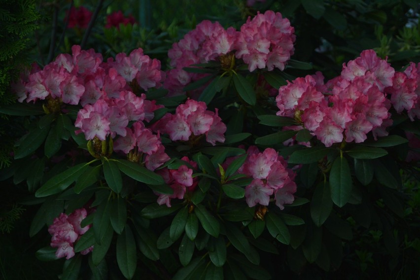 Rododendron yakushimanum, odmiana Fantastica