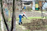 Sprzątanie ogródków działkowych w Słupsku. Mieszkańcy protestują przeciw ogniskom 