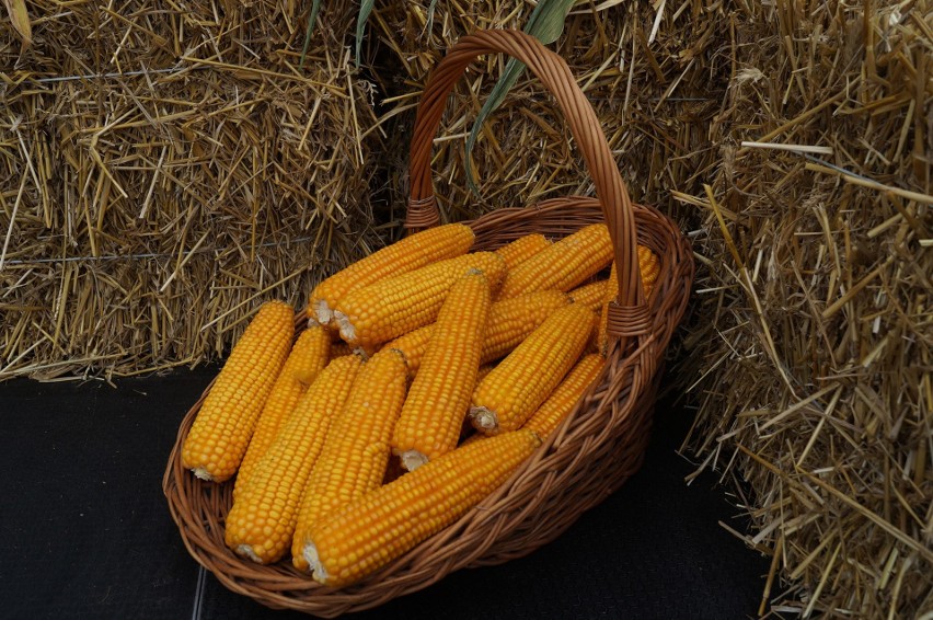 Podlaski Dzień Kukurydzy 2019 w Szepietowie. Na imprezę przyszły tłumy! (zdjęcia)