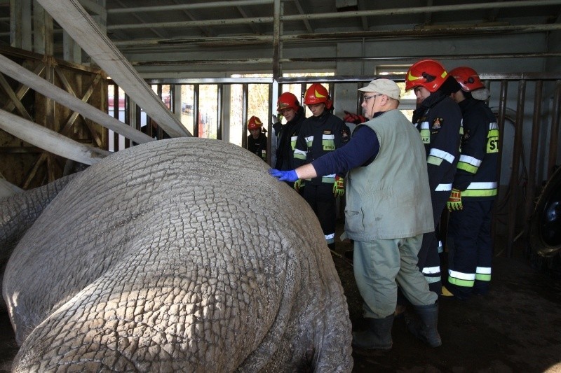 Pracownicy Gdańskiego Ogrodu Zoologicznego we współpracy ze...