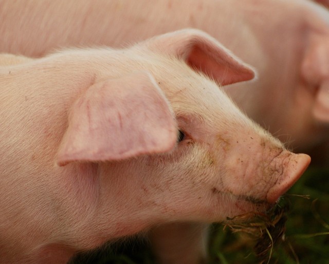 Obniżone wymagania dotyczą chowu świń utrzymywanych w celu produkcji mięsa na własny użytek, czyli na mięso i wyroby dla swojej rodziny.