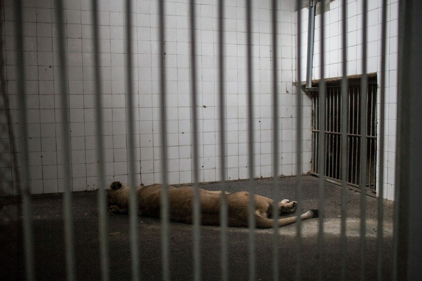 Zoo w Łodzi: pierwsze w Europie sztuczne zapłodnienie lwic azjatyckich [ZDJĘCIA+FILM]