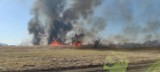 Groźny pożar łąk i trzcinowisk w Laskach Odrzańskich. Spłonęły 33 hektary obszaru Natura 2000. 