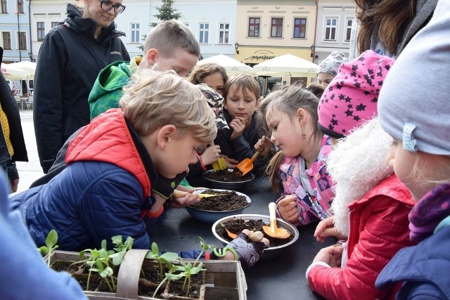 Fundacja Ekologiczna ARKA oraz Waldorfska Szkoła Podstawowa rozpoczęły akcję edukacyjną „SiejeMY Słońce”